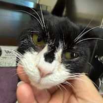 Thumbnail photo of Milky #1