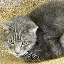 Thumbnail photo of Socrates #1