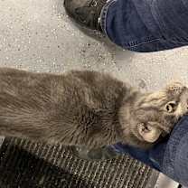 Thumbnail photo of Socrates #2