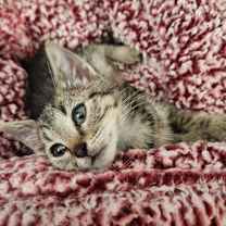 Thumbnail photo of French Dressing-C #1