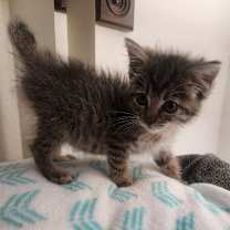 Thumbnail photo of Orchard-C #4