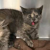 Thumbnail photo of Ophelia-C #2