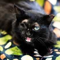 Thumbnail photo of   Elle Driver-C #4