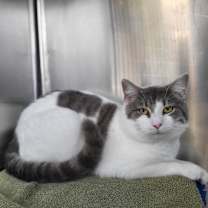 Thumbnail photo of Bonanza #3