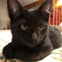 Thumbnail photo of Ziggy  #1