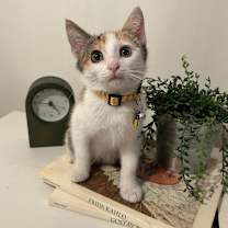 Thumbnail photo of Michelin #1