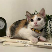 Thumbnail photo of Michelin #4