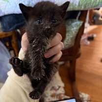 Thumbnail photo of Jet Tila #2