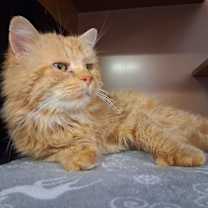 Thumbnail photo of Lewis #1