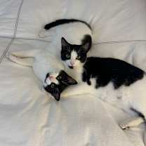 Thumbnail photo of Oregano #1