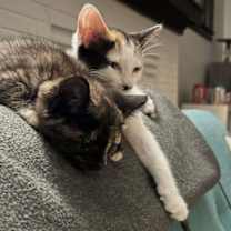 Thumbnail photo of Sweet Girl #4