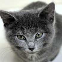 Thumbnail photo of Riley #1