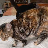 Thumbnail photo of Itty bitty #2