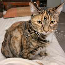 Thumbnail photo of Itty bitty #3