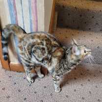 Thumbnail photo of Itty bitty #4