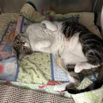 Thumbnail photo of Ross #4