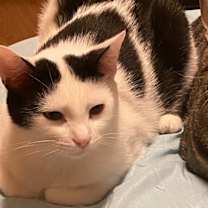 Thumbnail photo of Bella #1