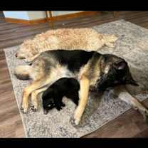 Thumbnail photo of Crow #1