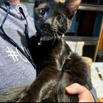 Thumbnail photo of Crow #2