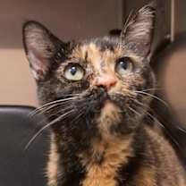 Thumbnail photo of Rory #3