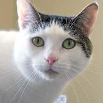 Thumbnail photo of Snowflake (at Smitten Kitten) #1