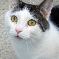 Thumbnail photo of Snowflake (at Smitten Kitten) #2