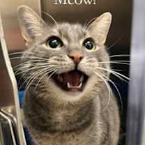 Thumbnail photo of Fluffy (at Smitten Kitten) #2