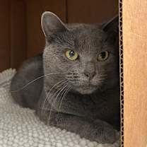 Thumbnail photo of Grey Fox #1