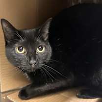 Thumbnail photo of Pickles #1