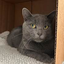 Thumbnail photo of Grey Fox #2