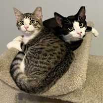 Thumbnail photo of Boots #1