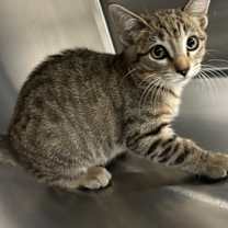 Thumbnail photo of Marge #3