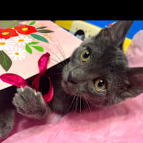 Thumbnail photo of Millie #2