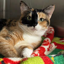 Thumbnail photo of Ebonee #3