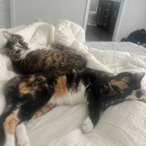 Thumbnail photo of Kat #4