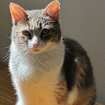 Thumbnail photo of Rosie #1