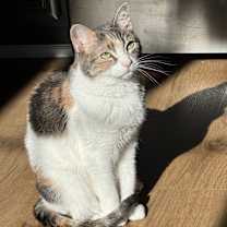 Thumbnail photo of Rosie #3