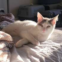 Thumbnail photo of Grey #1