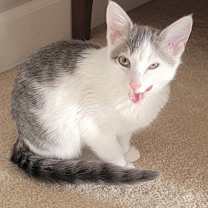 Thumbnail photo of Grey #2