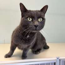 Thumbnail photo of Pearl #1