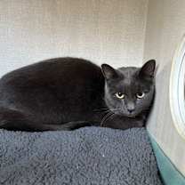 Thumbnail photo of Pearl #3