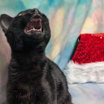 Thumbnail photo of Mr. Marble #2