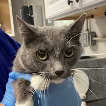 Thumbnail photo of Sherbert #1