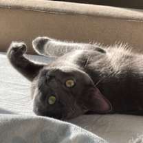 Thumbnail photo of NICK #4