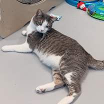 Thumbnail photo of Tommi #1