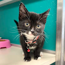 Thumbnail photo of Hatteras #1