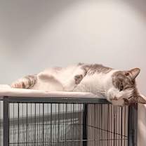 Thumbnail photo of Tommi #4