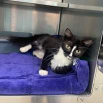 Thumbnail photo of Oreo #1