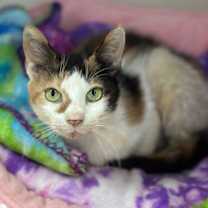 Thumbnail photo of Amelia #1