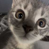 Thumbnail photo of Michelangelo #1